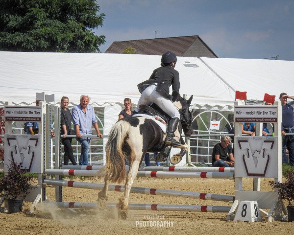 Dressurpferd Millie Vanillie (Tinker / Irish Cob / Gypsy Vanner, 2010)