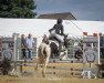 dressage horse Millie Vanillie (Tinker / Irish Cob / Gypsy Vanner, 2010)