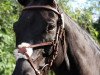 dressage horse Stanford 12 (Württemberger, 2007, from San Remo)