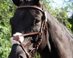 dressage horse Stanford 12 (Württemberger, 2007, from San Remo)