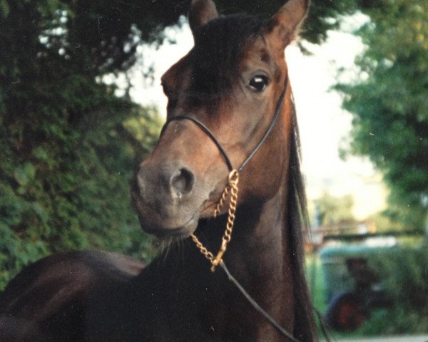 Zuchtstute Arminia ox (Vollblutaraber, 1990, von Nurek ox)