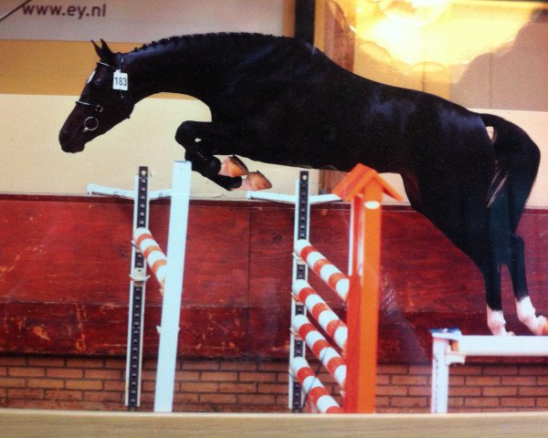 broodmare Believe Me (KWPN (Royal Dutch Sporthorse), 2006, from Contendro I)