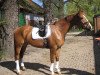 dressage horse Fargo R (Westphalian, 2008, from Fürst Piccolo)