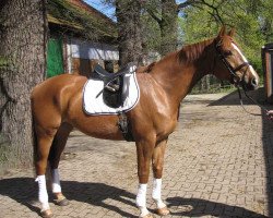 dressage horse Fargo R (Westphalian, 2008, from Fürst Piccolo)