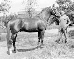 Deckhengst Kroaat (KWPN (Niederländisches Warmblut), 1969, von Duc de Normandie (Styx))