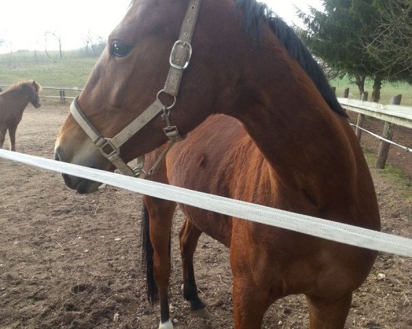 dressage horse Let It Dream Venus (Traber, 2010)