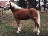 stallion Almprinz (Haflinger, 1989, from 1338 Afghan II)