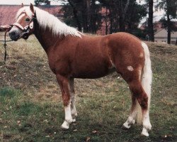 Deckhengst Almprinz (Haflinger, 1989, von 1338 Afghan II)