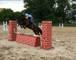 dressage horse Huricane 4 (Welsh-Pony (Section B), 2009, from Hondsrug Don Gregory)