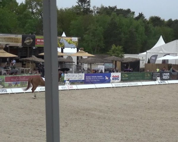 Reitturnier Rastede-Nethen 2021
