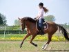 dressage horse Rappenbergs Myself (German Riding Pony, 2008, from Rappenbergs Milky Way)