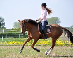 dressage horse Rappenbergs Myself (German Riding Pony, 2008, from Rappenbergs Milky Way)