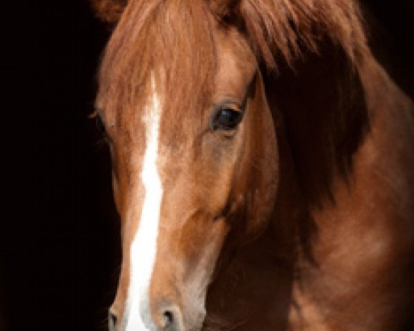 dressage horse Nancho's little Champion (German Riding Pony, 2011, from Heidbergs Nancho Nova)