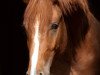 dressage horse Nancho's little Champion (German Riding Pony, 2011, from Heidbergs Nancho Nova)