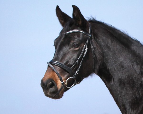 Zuchtstute Rescue LGKS (Rheinländer, 2010, von Rubin Royal OLD)