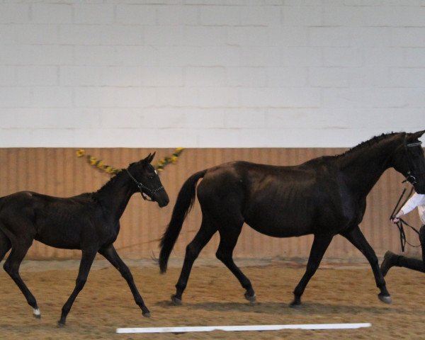 Zuchtstute Hepburn (Trakehner, 1993, von Kostolany)