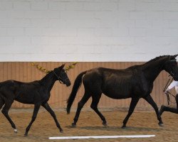 broodmare Hepburn (Trakehner, 1993, from Kostolany)