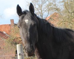 Zuchtstute Heppis Lady (Trakehner, 2010, von Aristo)