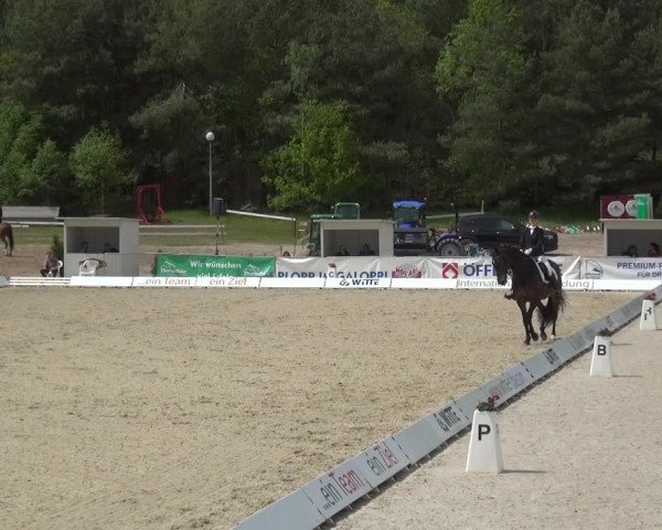 Reitturnier Rastede-Nethen 2021