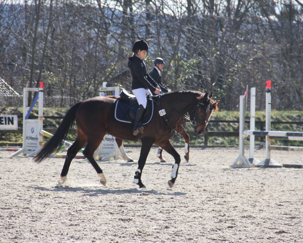 jumper Quaid's Crazy Son (Hanoverian, 2011, from FRH Quaid)
