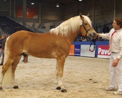 horse Windspiel (Haflinger, 2001, from Wachtmeister)