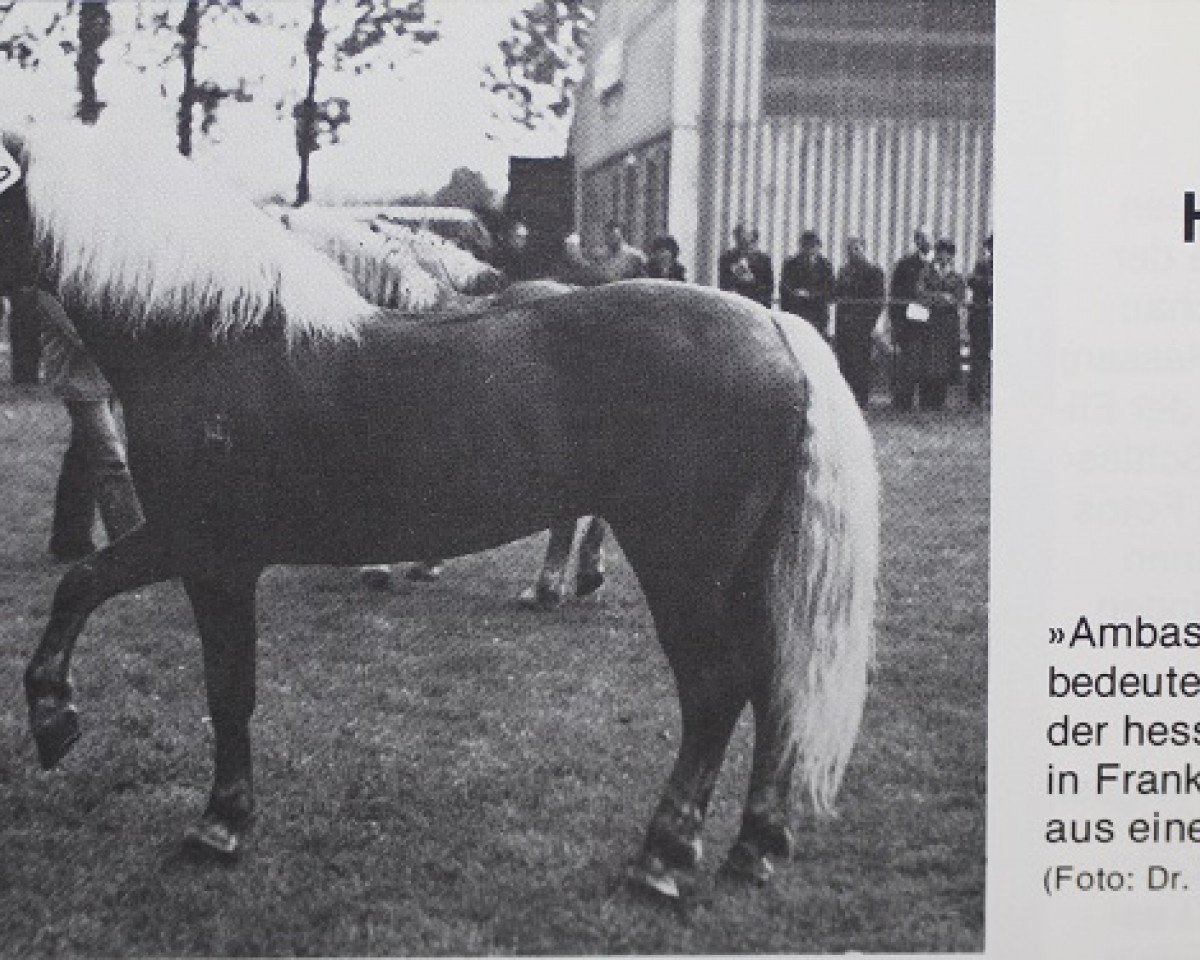 stallion Ambassador (Haflinger, 1970, from 853 Artist)