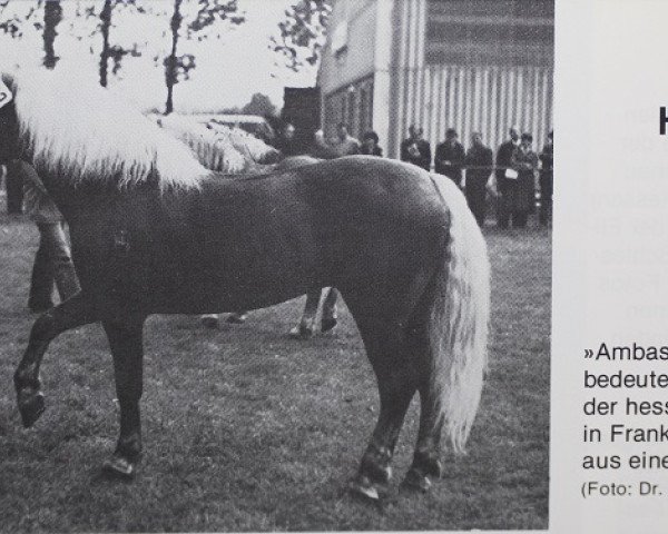 stallion Ambassador (Haflinger, 1970, from 853 Artist)