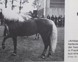 Deckhengst Ambassador (Haflinger, 1970, von 853 Artist)