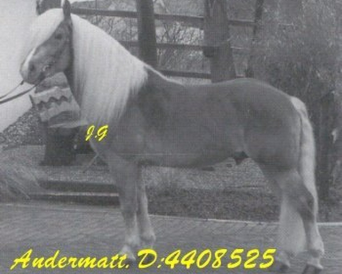 stallion Andermatt (Haflinger, 1981, from Ambassador)