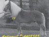 stallion Andermatt (Haflinger, 1981, from Ambassador)