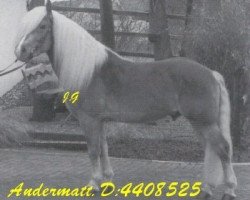 stallion Andermatt (Haflinger, 1981, from Ambassador)