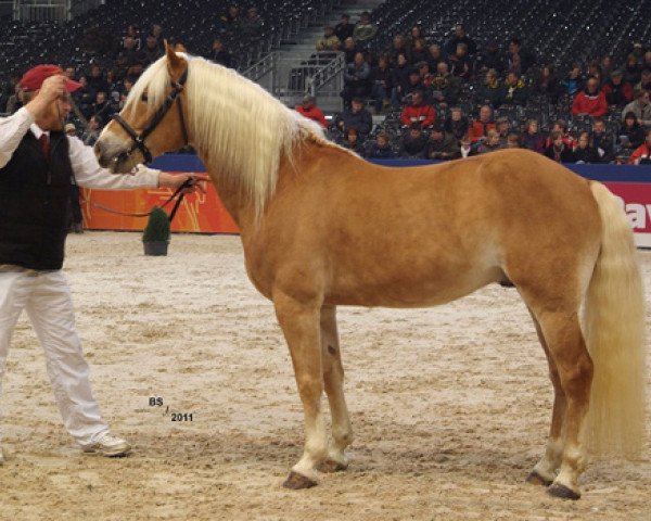 horse Athos van ter Beke (Haflinger, 2001)