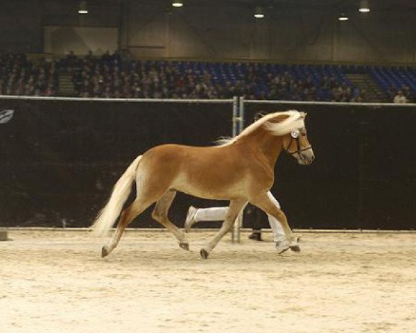 stallion Amor van Kwistegelt (Haflinger, 2000, from Atlantic)
