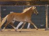 Deckhengst Wirbelstein van de haflingerborg (Haflinger, 2000, von Wirbel)