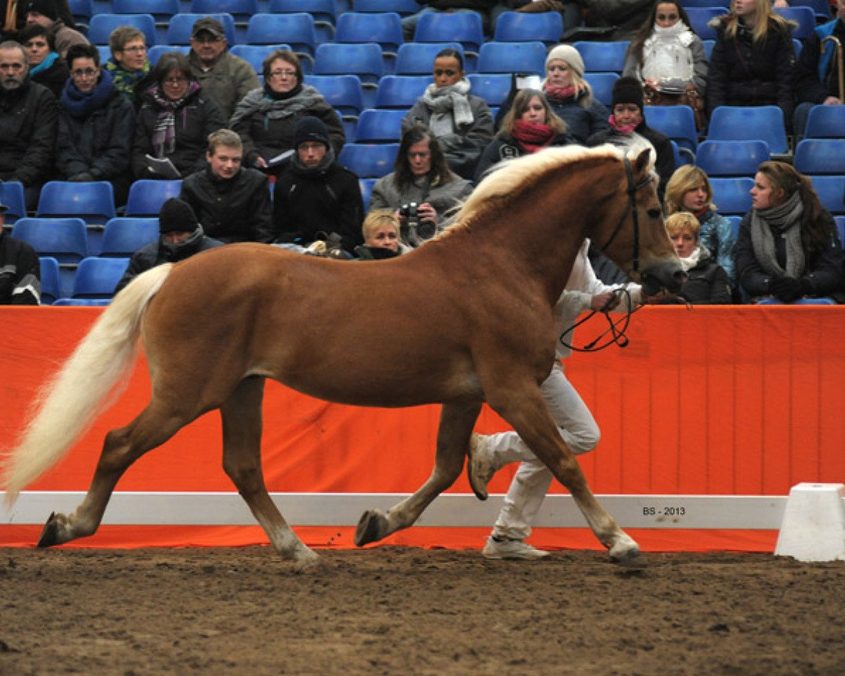 stallion Nogales (Haflinger, 1998, from Nordtirol)