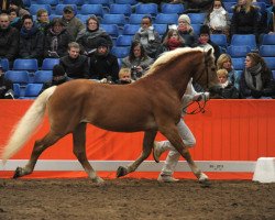 stallion Nogales (Haflinger, 1998, from Nordtirol)