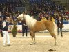 Deckhengst Wolkenstein B (Haflinger, 1998, von liz. 161/T Weltcup)