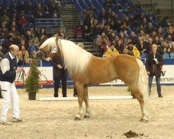 stallion Wolkenstein B (Haflinger, 1998, from liz. 161/T Weltcup)