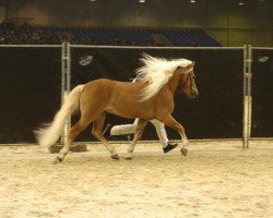 Deckhengst Wallenstein (Haflinger, 1994, von Winterstein)