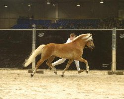 stallion Atlantic (Haflinger, 1996, from liz. 123/T Alpgraf)