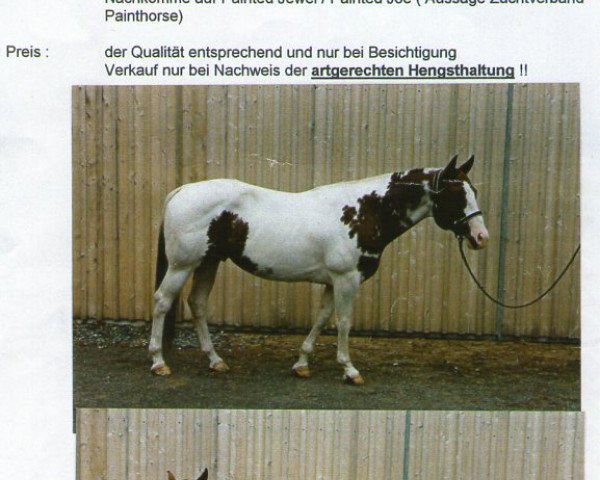 stallion AR REDBUD (Paint Horse,  )