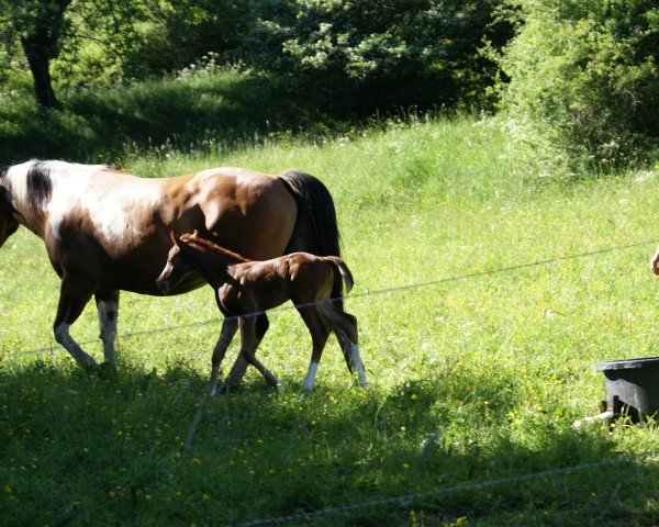 Zuchtstute AR Redbuds Queen (Paint Horse,  , von AR REDBUD)