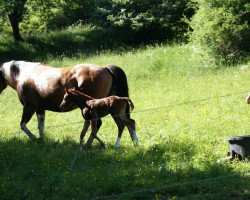 broodmare AR Redbuds Queen (Paint Horse,  , from AR Redbud)