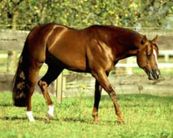 stallion Chips Lark Chocolate (Quarter Horse, 1992, from Zips Chocolate Chip)