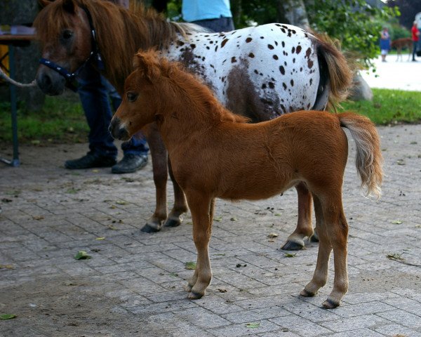 Zuchtstute Haily (Dt.Part-bred Shetland Pony, 2014, von Ziemar v.d. Meerdijk)