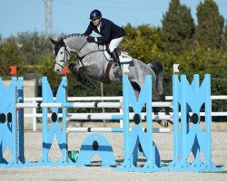 jumper Cantitus Z (Zangersheide riding horse, 2008, from Canturano I)