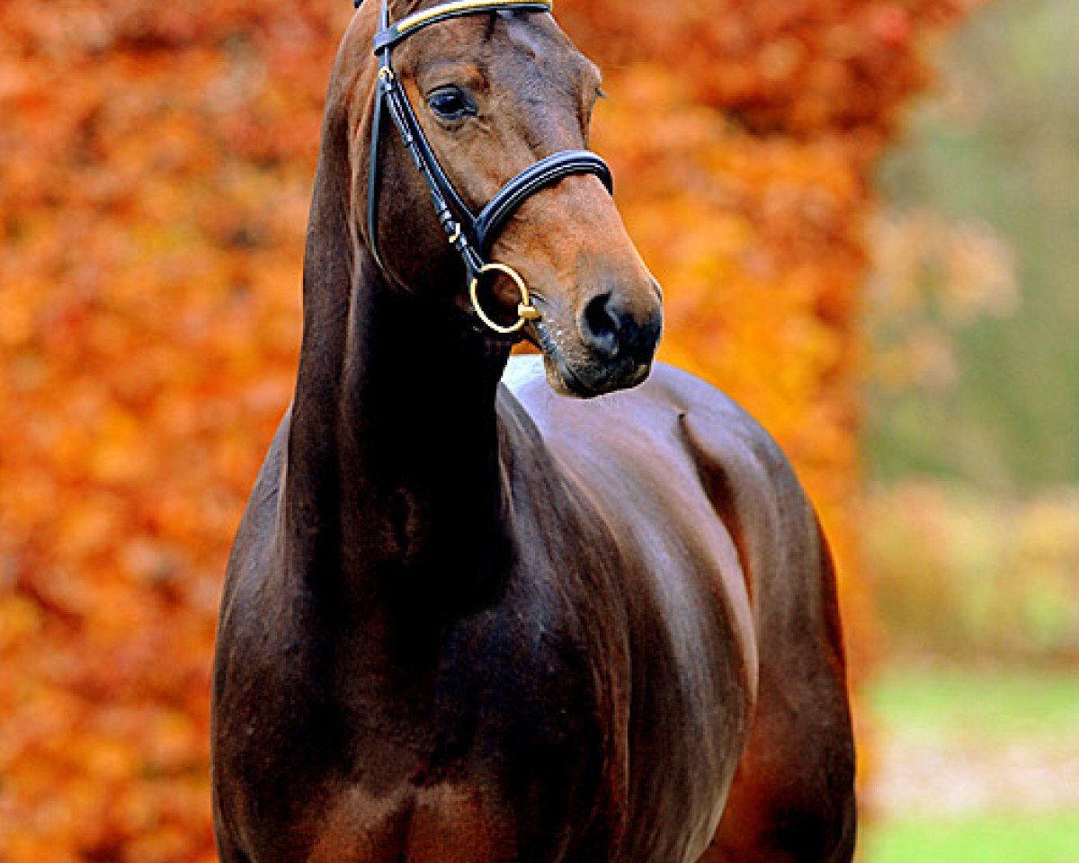 Deckhengst Canturenter (Holsteiner, 2008, von Canturano I)