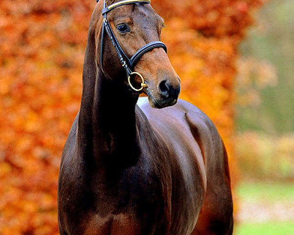stallion Canturenter (Holsteiner, 2008, from Canturano I)
