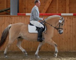 broodmare Jolie (Fjord Horse, 2003, from Merkur N.2743)