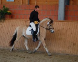 broodmare Kis Marie (Fjord Horse, 2006, from Malino)